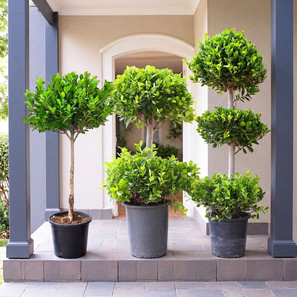 Ficus Panda Topiary Bundle – Single Head, 2 Tier & 3 Tier in Ceramic Pot