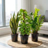 Easy Care Indoor Plant Bundle – Snake Plant, Money Plant & ZZ Plant