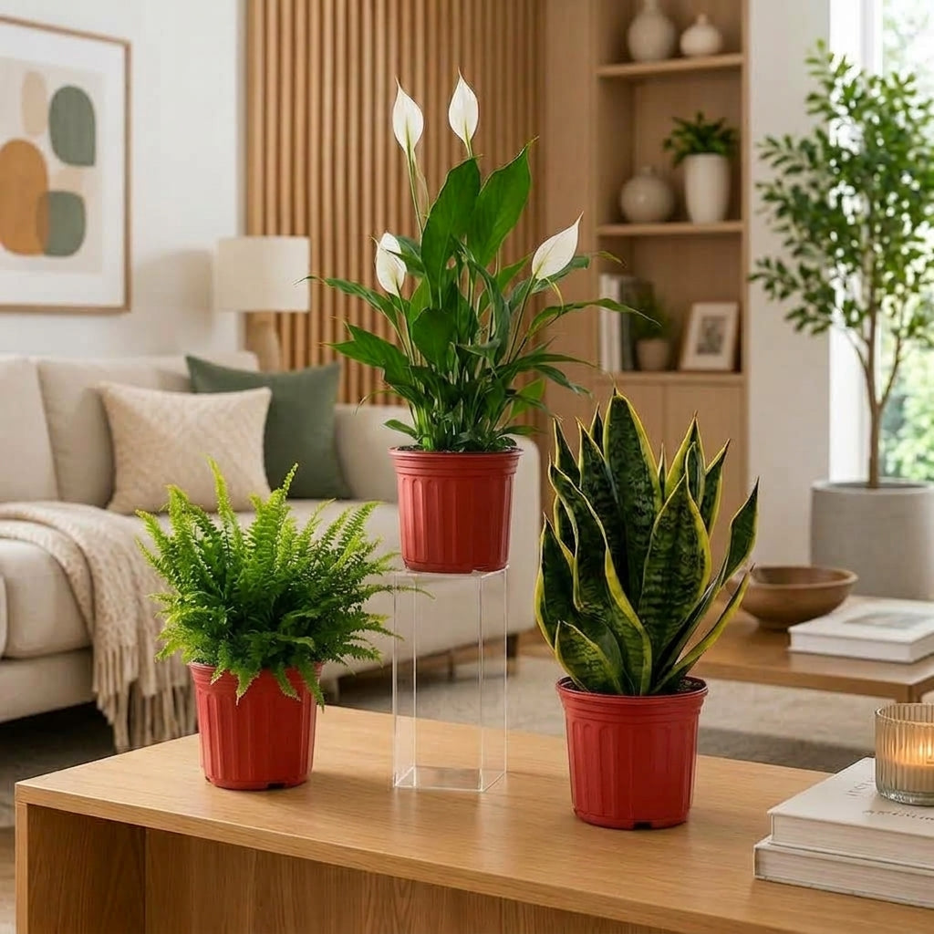 Air Purifying Plants Bundle – Peace Lily, Boston Fern & Snake Plant