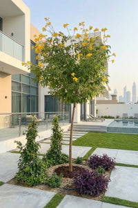 Tecoma Stans – Yellow Bells Tecoma | Outdoor Flowering Plant UAE