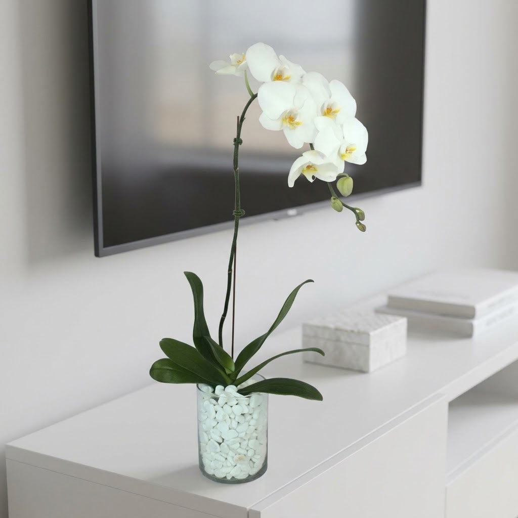 White Orchid Beauty: A Graceful Vase Ensemble