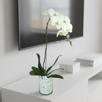White Orchid Beauty: A Graceful Vase Ensemble