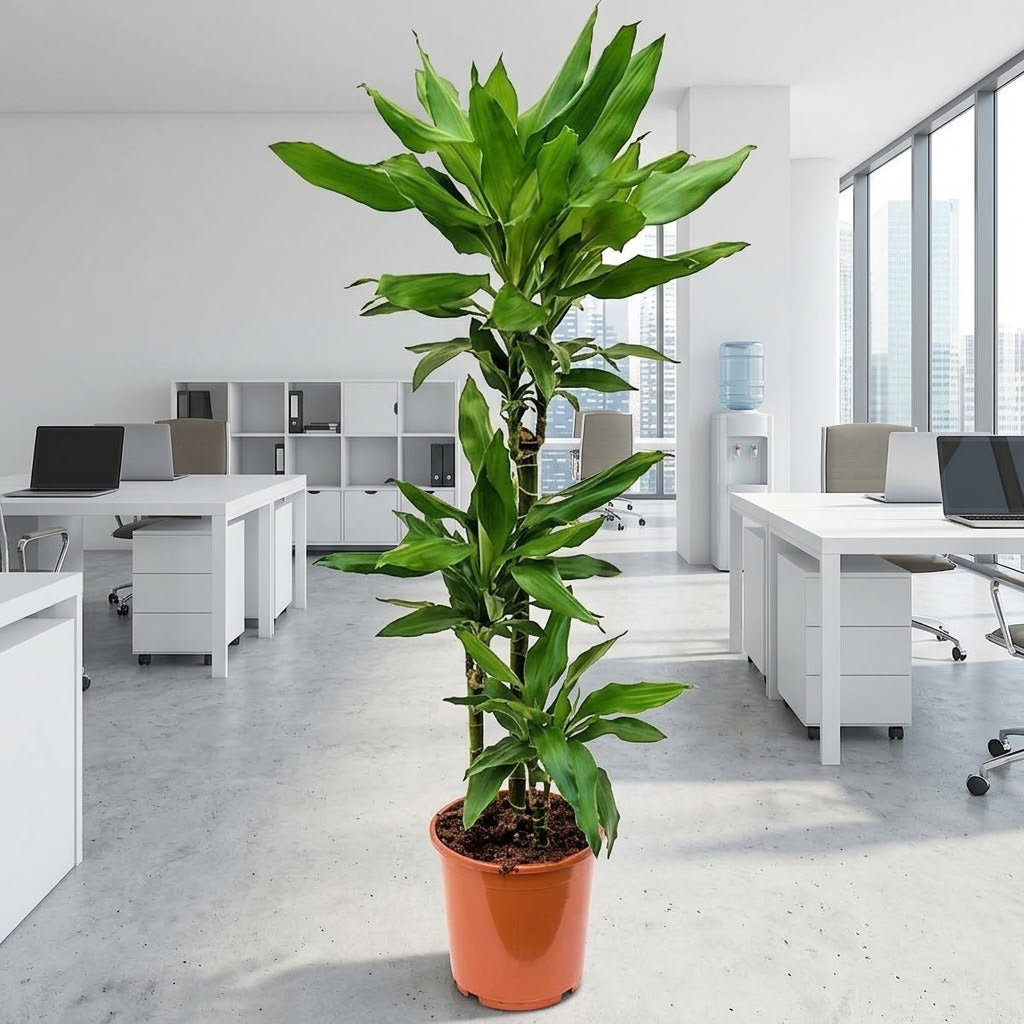Dracaena Janet Craig 3pp
