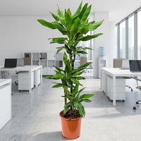 Dracaena Janet Craig 3pp