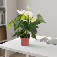 White Anthurium Plant