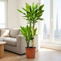 Dracaena Golden Coast