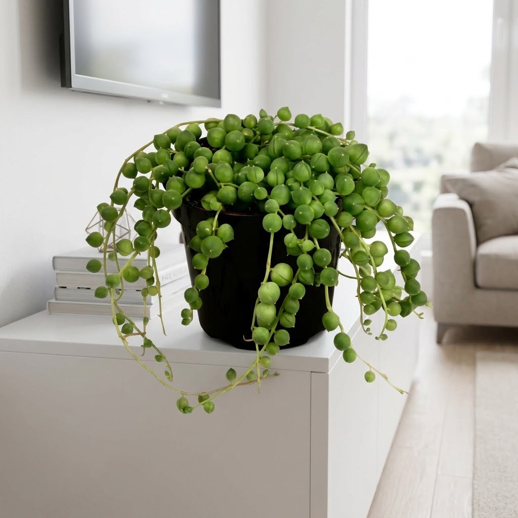Senecio Rowleyanus - String of Pearls Green