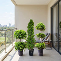 Ficus Topiary Bundle – 2 Tier, Cone & 3 Tier – Sculpted Ficus – Set of 3