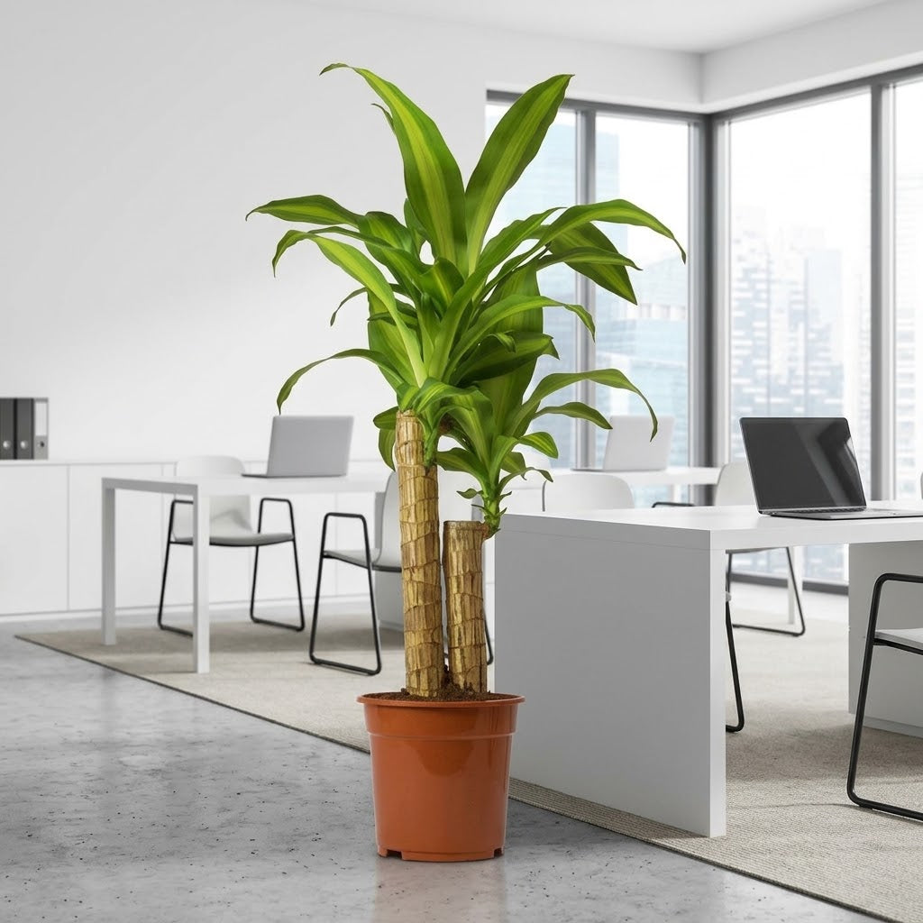 Dracaena Massangeana Plant