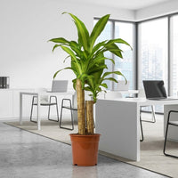 Dracaena Massangeana Plant