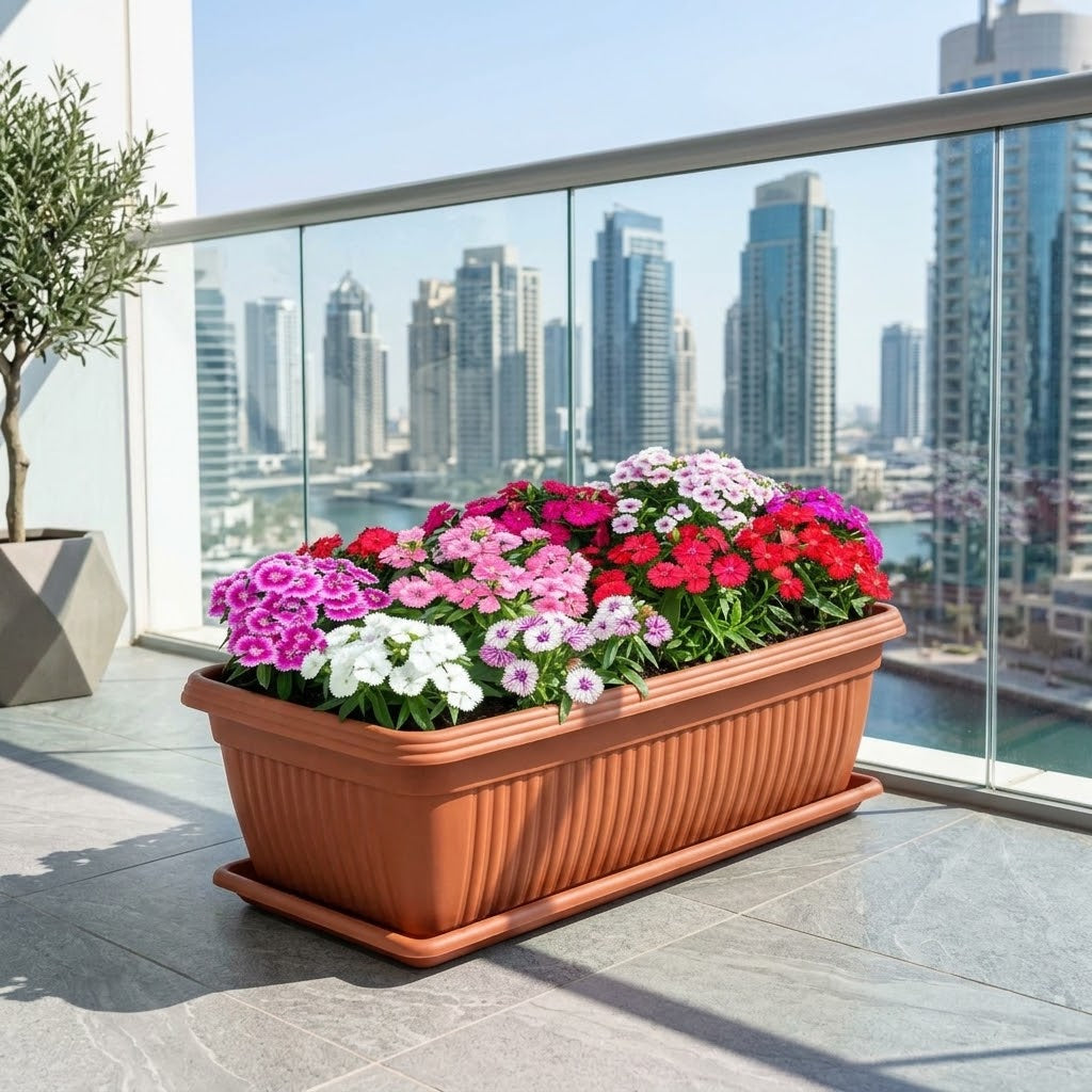 Dianthus Caryophyllus – Carnation or Clove Mix Colours 5-10cm | Seasonal Flowering for UAE Balcony