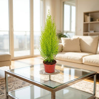 Cupressus macrocarpa – Goldcrest Wilma – Lemon Cyperus
