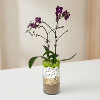 Purple Mini Orchid Plant Arrangement