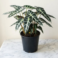 Alocasia Plant - Polly - African Mask - Elephant Ears