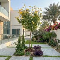 Tecoma Stans – Yellow Bells Tecoma | Outdoor Flowering Plant UAE