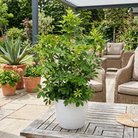 Schefflera Arboricola - Hawaiian Dwarf Umbrella