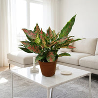Aglaonema Plant - Red Valentine Plant - Chinese evergreen