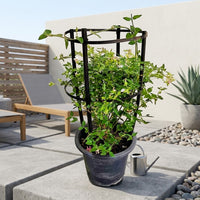 Jasminum Grandiflora -Jasmine Climber