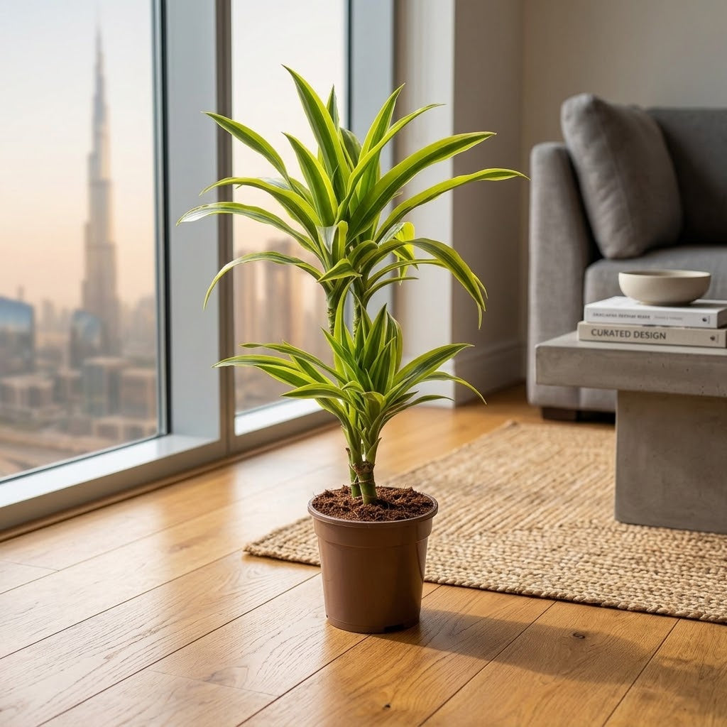 Dracaena Lemon Lime Plant