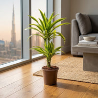 Dracaena Lemon Lime Plant
