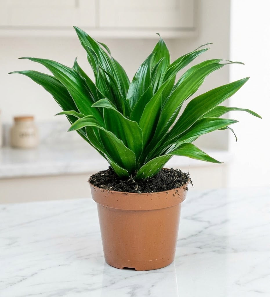Dracaena Fragrans – Compacta - 2PP