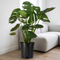 Monstera Deliciosa Plant (Swiss cheese plant)