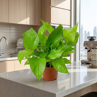 Epipremnum Plant (Golden pothos, Money plant, or Devil’s ivy)