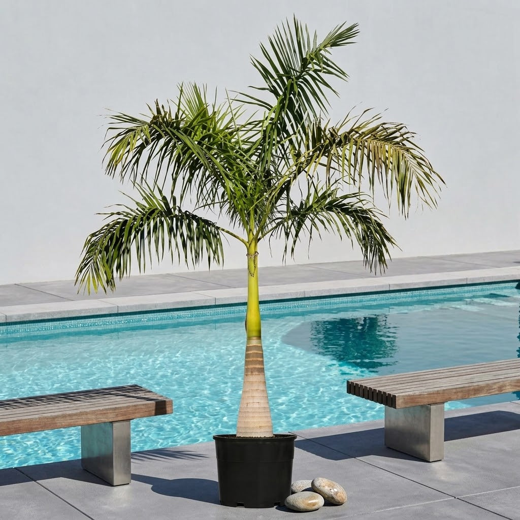 Roystonea regia – Royal Palm