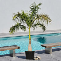 Roystonea regia – Royal Palm