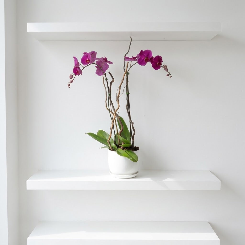 Double Stem Orchid in White Pot
