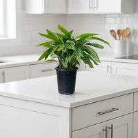 Calathea Vittata