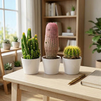 Rare Cactus Bundle – Fairy Castle, Boobie & Lemon Barrel – Collector's Set of 3