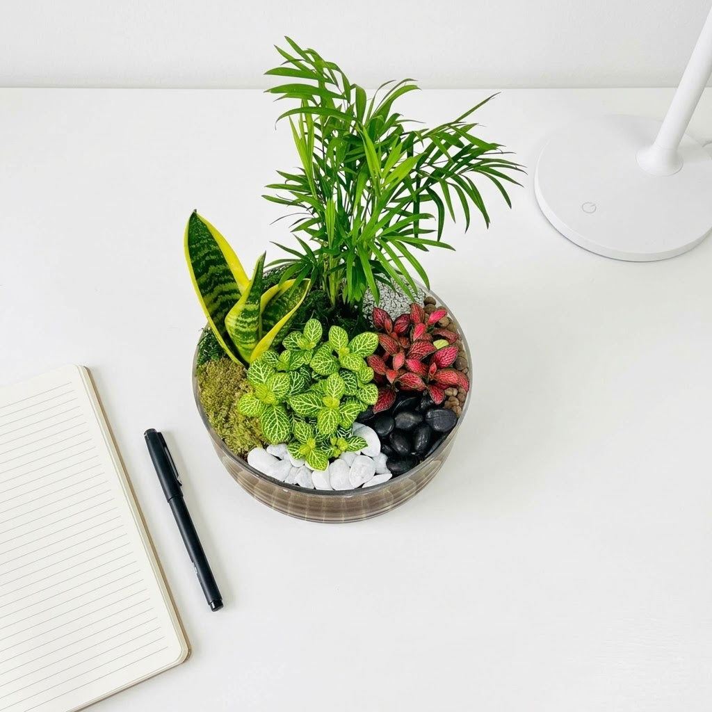Air purifying Dish Garden
