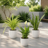 3x Low Maintenance Plants Pack – Snake, Peace Lily & Spider Plant
