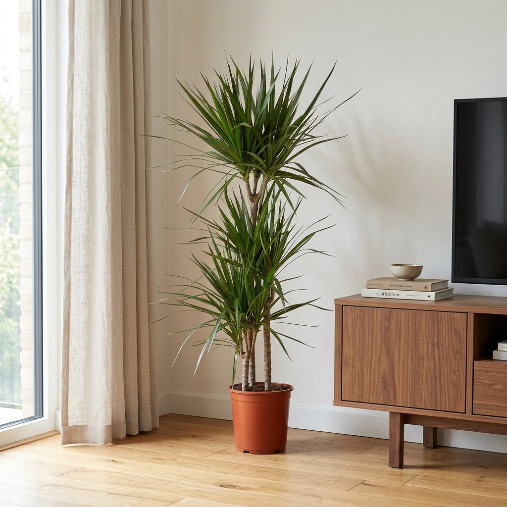 Dracaena Marginata – Madagascar Dragon Tree