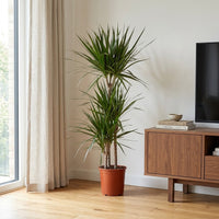 Dracaena Marginata – Madagascar Dragon Tree