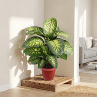Dieffenbachia Tropic Snow Plant (Dumb Cane)