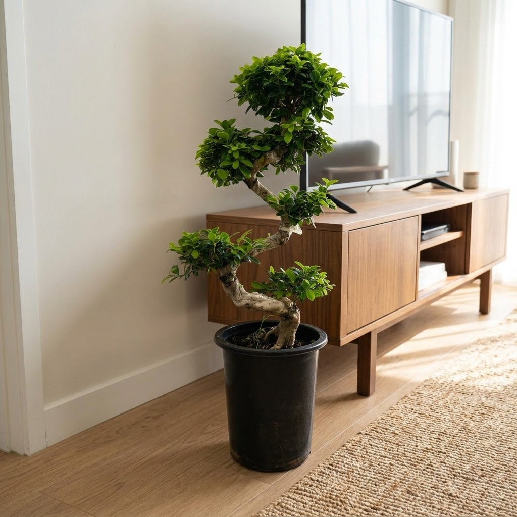 Ficus Bonsai S Shaped