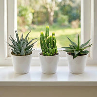 Mini Desert Trio – Haworthia, Fairy Castle & Agave Lopantha