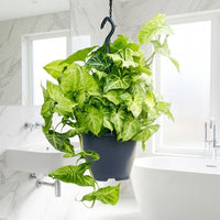 Syngonium Podophyllum - Hanging Plant