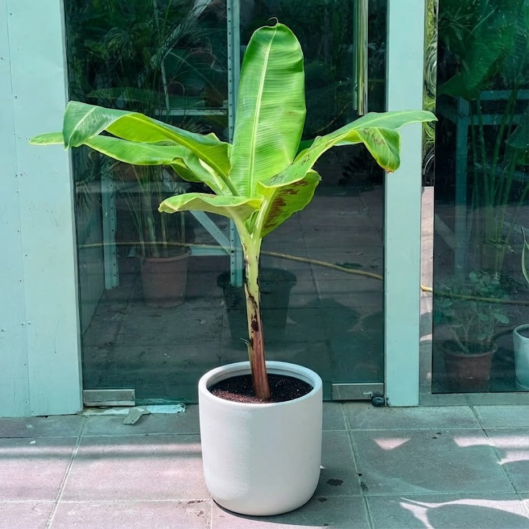Musa Spp - Banana Tree
