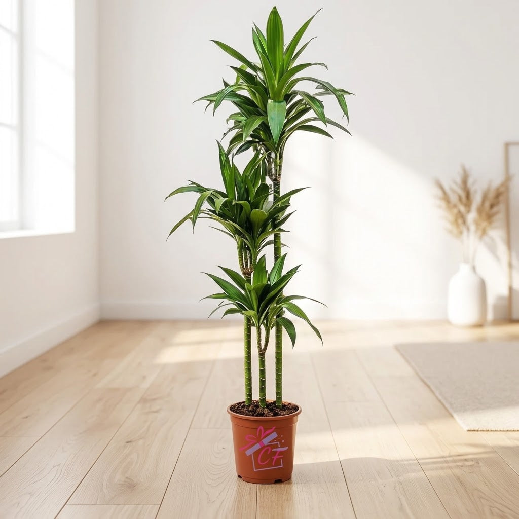 Dracaena Janet Craig 3pp