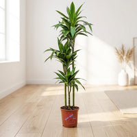Dracaena Janet Craig 3pp