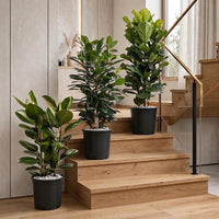 Ficus Indoor Plant Bundle – Rubber Plant, Cyathistipula & Fiddle Leaf Fig in Ceramic Pot