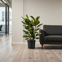 Rubber Plant - Ficus Robusta