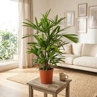Rhapis Excelsa – Miniature Fan Palm