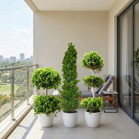 Ficus Topiary Bundle – 2 Tier, Cone & 3 Tier – Sculpted Ficus – Set of 3