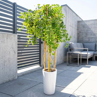 Jasminum Grandiflora -Jasmine Climber