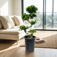 Ficus Bonsai S Shaped