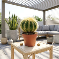 Succulent Echinocactus Grusonii
